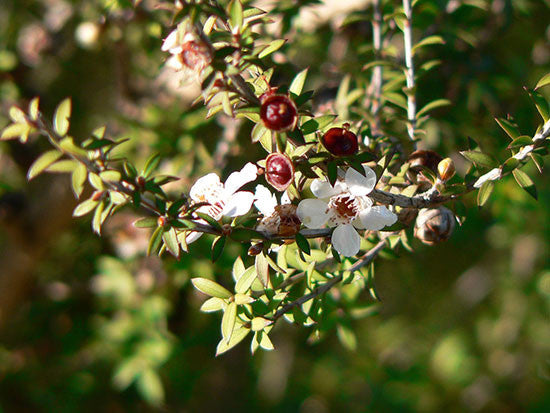 What Makes Manuka Honey So Special?